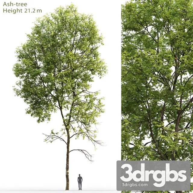 Ash Tree 5 3dsmax Download