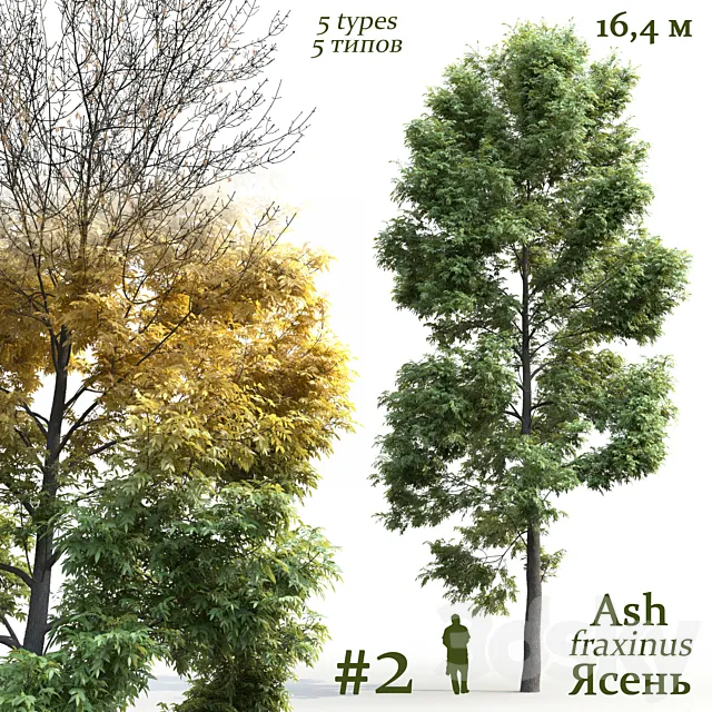 Ash-tree _ Fraxinus # 2 3ds Max