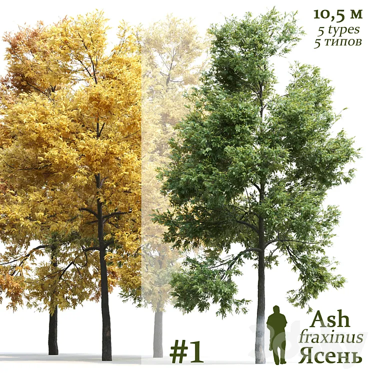 Ash-tree \/ Fraxinus #1 3DS Max