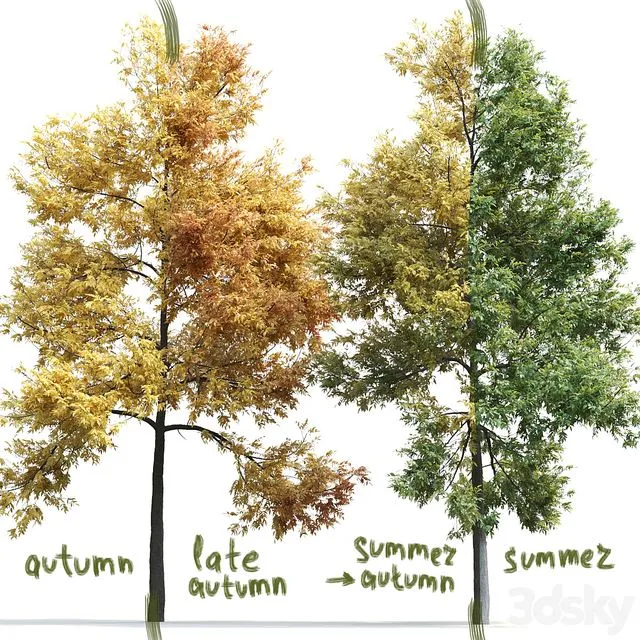 Ash-tree Fraxinus #1 3dsMax Model