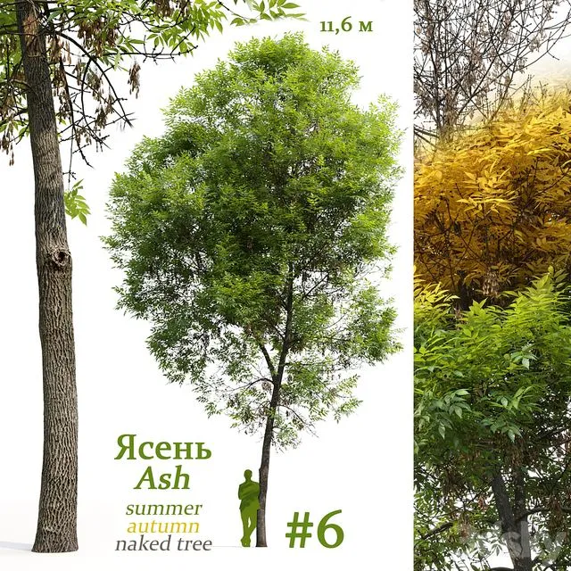 Ash-tree Fraxinus #6 3dsMax Model