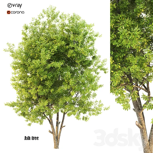 ash tree02 3DS Max Model