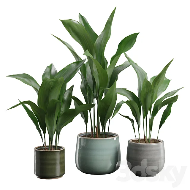 Aspidistra Elatior Pack 3ds Max