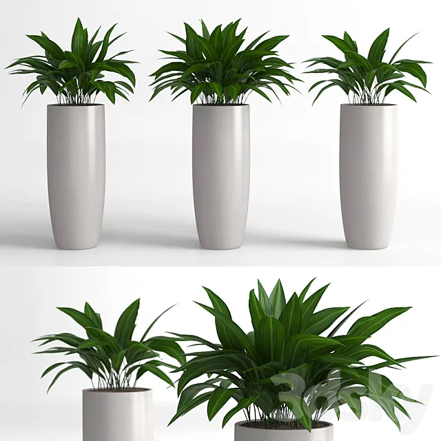 Aspidistra plants 3DSMax File