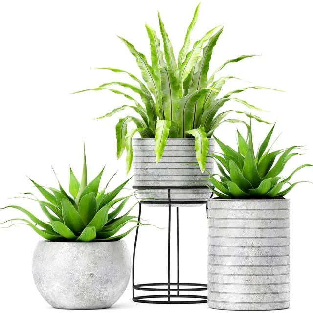 Asplenium and Agave 3dsMax Model