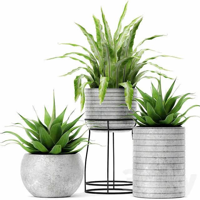 Asplenium and Agave Kostenets asplenium agave flower pot bush flowerpot concrete 3ds Max