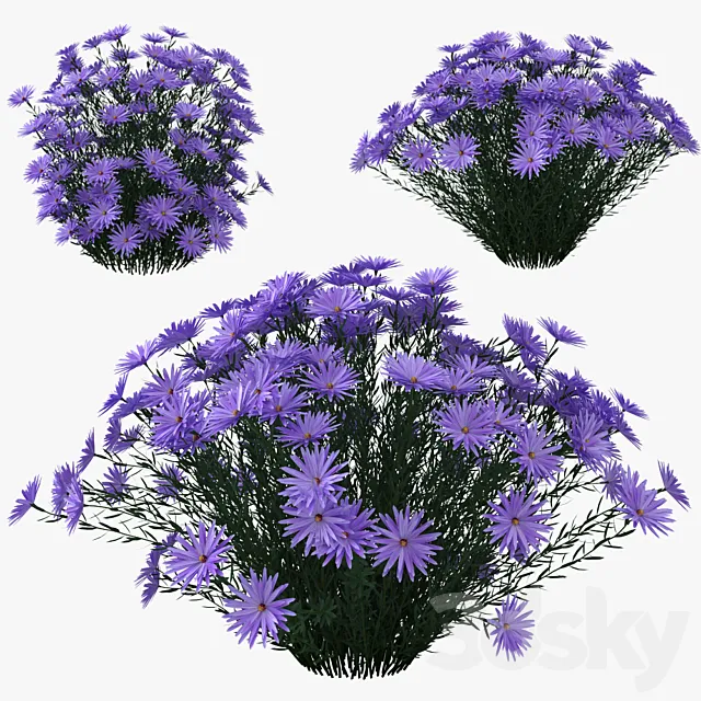 Aster dumosus – Lady in Blue 3DS Max Model