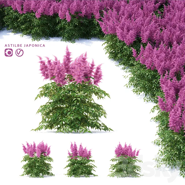 Astilba Japanese | Astilbe japonica 3ds Max