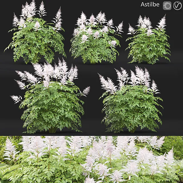 Astilbe 3ds Max