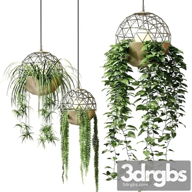 Atelier Schroeter Luminaires With Hanging Plants 3dsmax Download