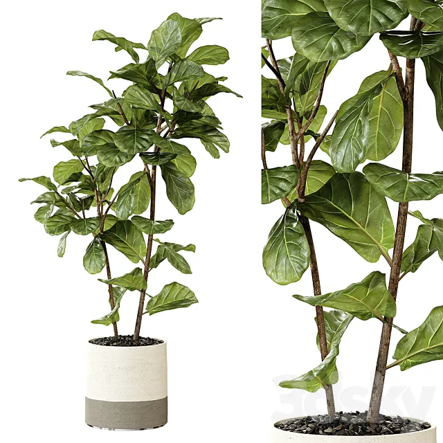 Ateliervierkant – Pot CL40 and Ficus Lyrata plant 3DSMax File