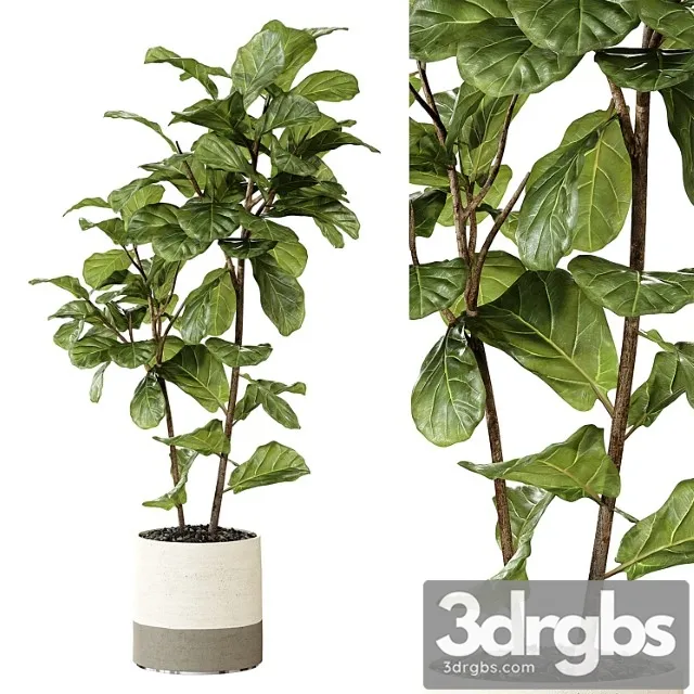 Ateliervierkant – pot cl40 and ficus lyrata plant