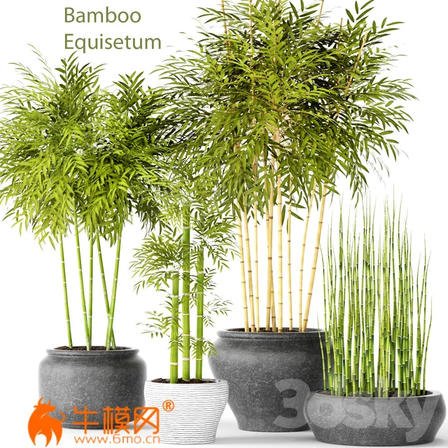 Bamboo and Equisetum collection (max) – 1093