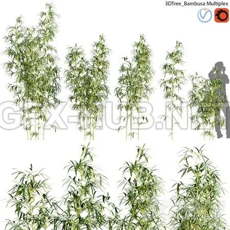 Bambusa Multiplex Hedge Bamboo 01 – 1096