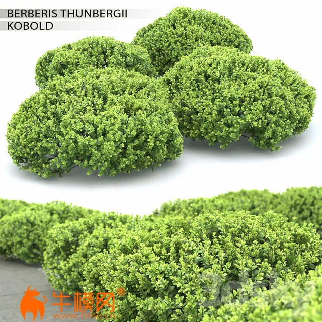 Berberis thunbergii Kobold (max 2013 Vray, Corona, fbx) – 1151
