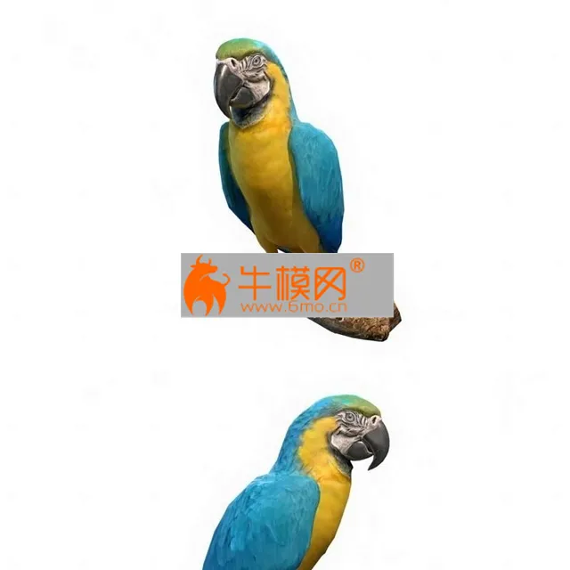 Blue and Gold Macaw Parrot – 1192