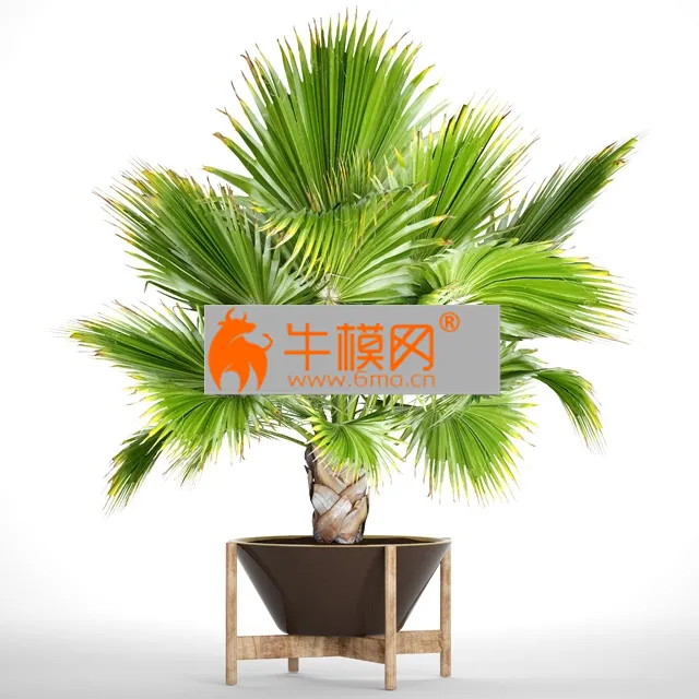 Brahea edulis 2 – 1241