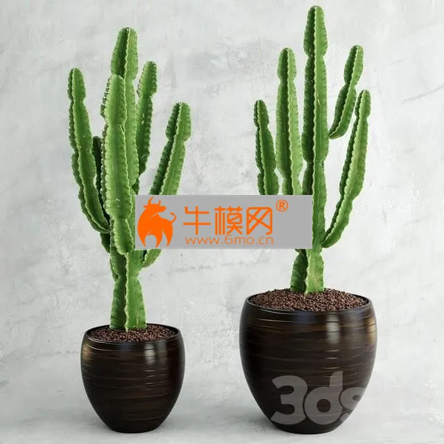 Cactus Euphorbia ingens – 1287