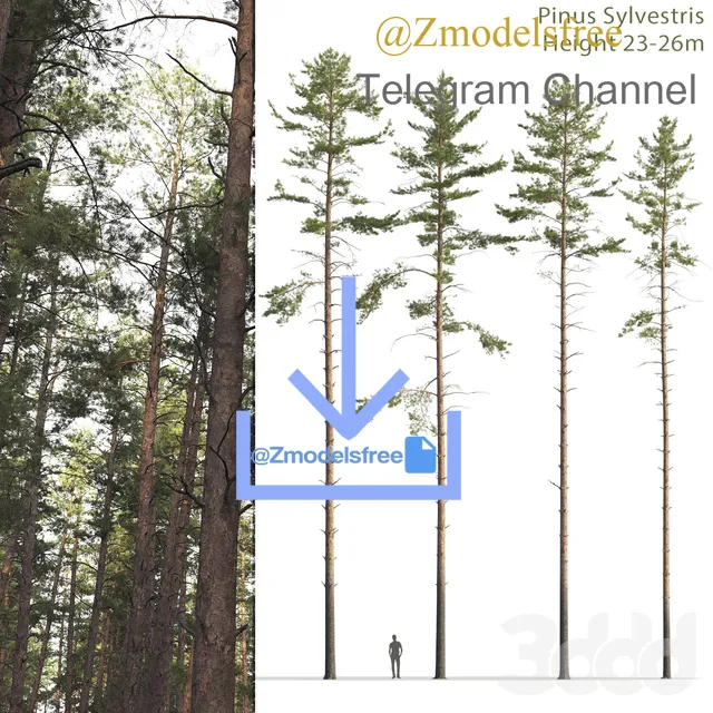 Common Pine 12 – 1494