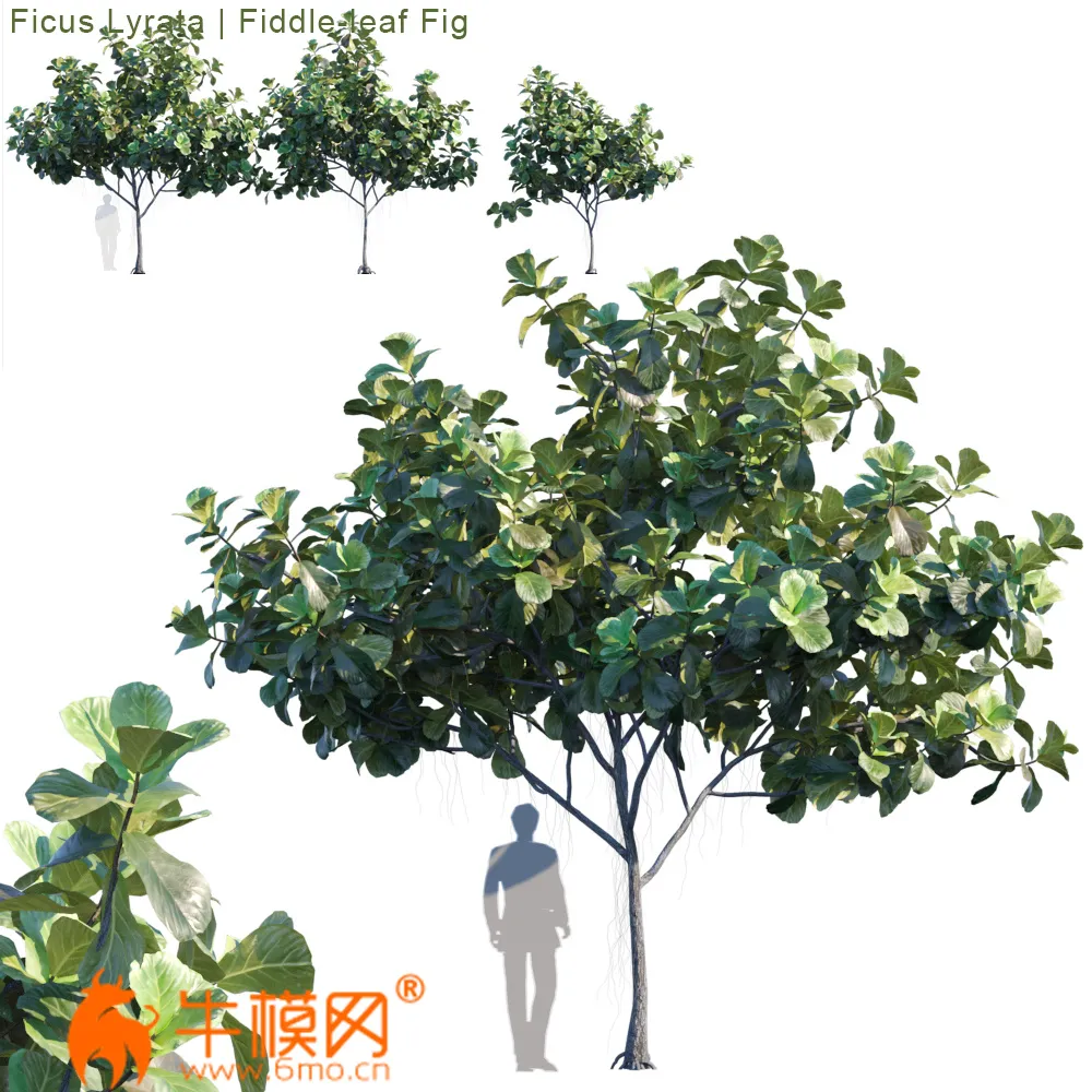 Ficus Lyrata Feed-leaf fig (max, fbx) – 1762