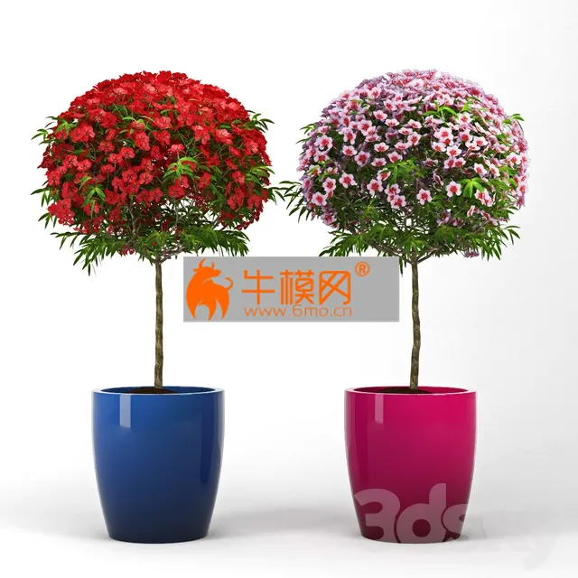 Leptospermum Topiary – 2161