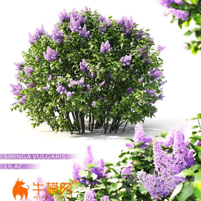 Lilac blooming No2 (Vray, Corona) – 2172