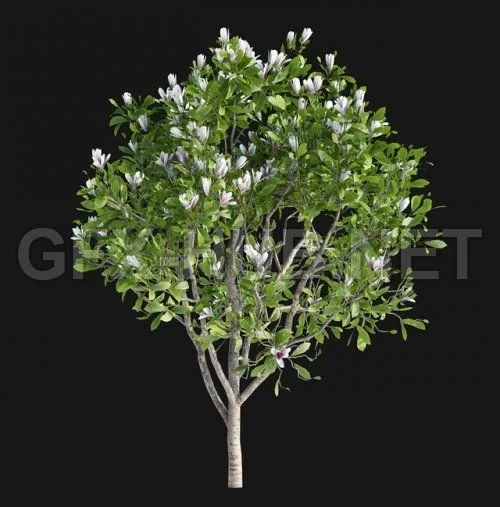 Magnolia Sulange Magnolia x soulangeana (max, fbx) – 2213