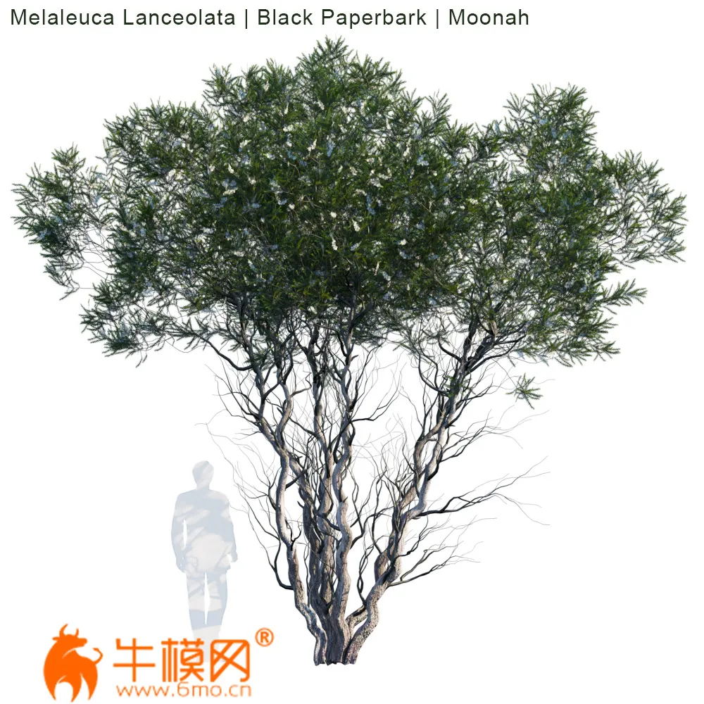Melaleuca Lanceolata Black Paperbark Moonah (max, fbx) – 2267