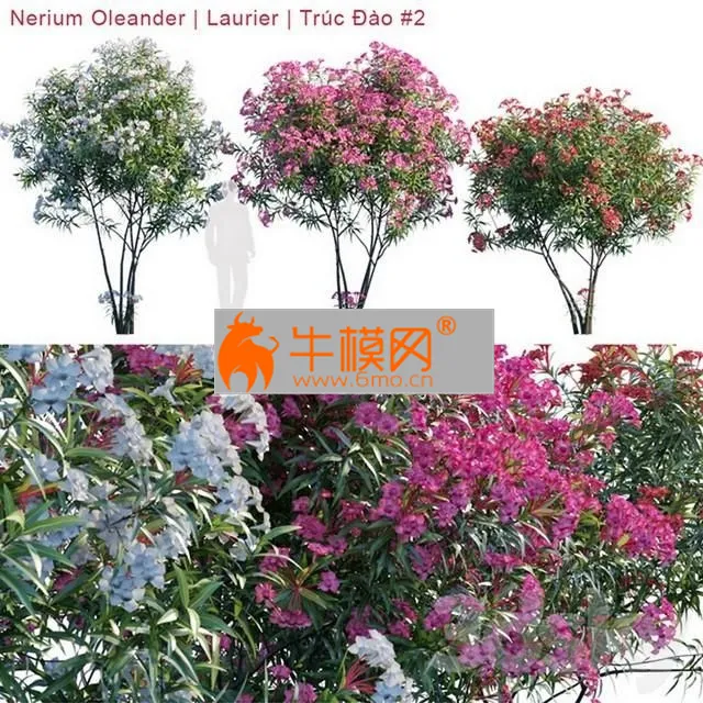 Nerium Oleander Laurier – 2385
