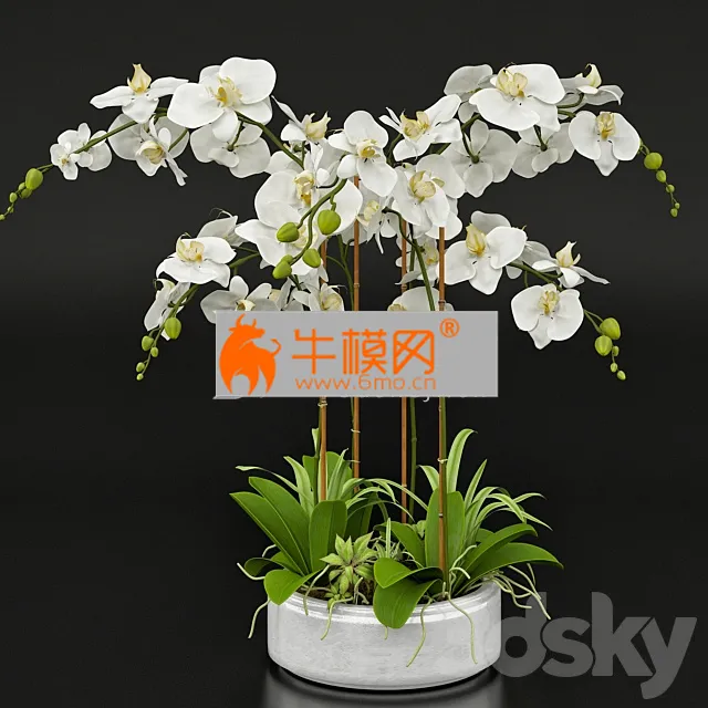 Orchid 13 – 2432