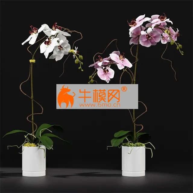 Orchid 8 – 2435