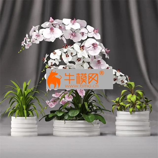 Orchid arrangement 7 – 2436