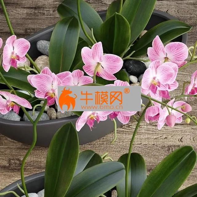 Orchid Pink – 2437