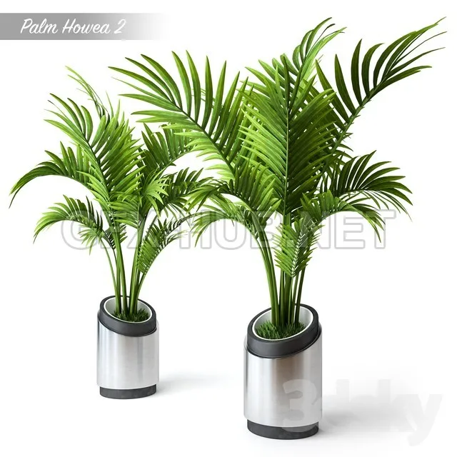 Palm Howea 2 – 2450