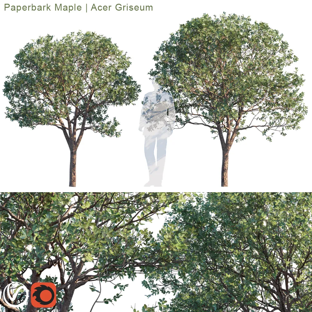 Paperbark Maple, Acer Griseum #2 (max, fbx) – 2456