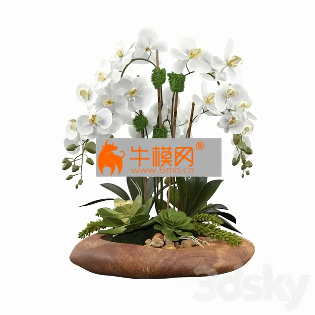 Phalaenopsis Silk Orchids – 2484