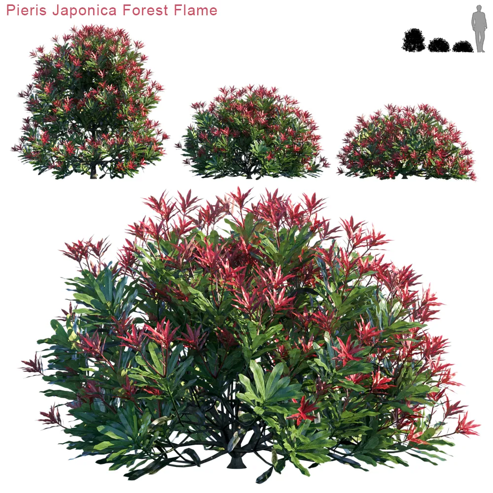 Pieris Japonica Forest Flame (max, fbx) – 2495