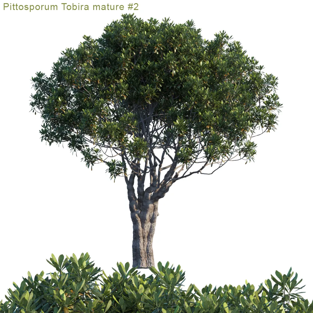 Pittosporum tobira mature 2 (max, fbx) – 2510
