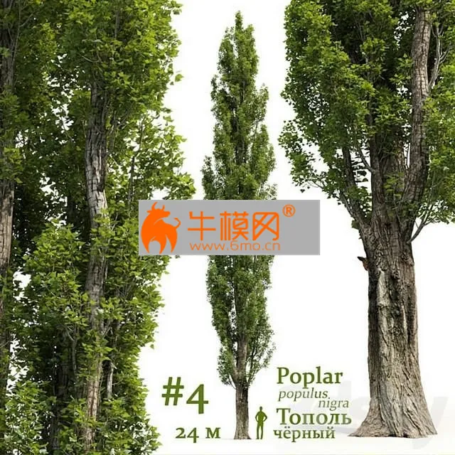 Poplar Populus # 4 – 2537