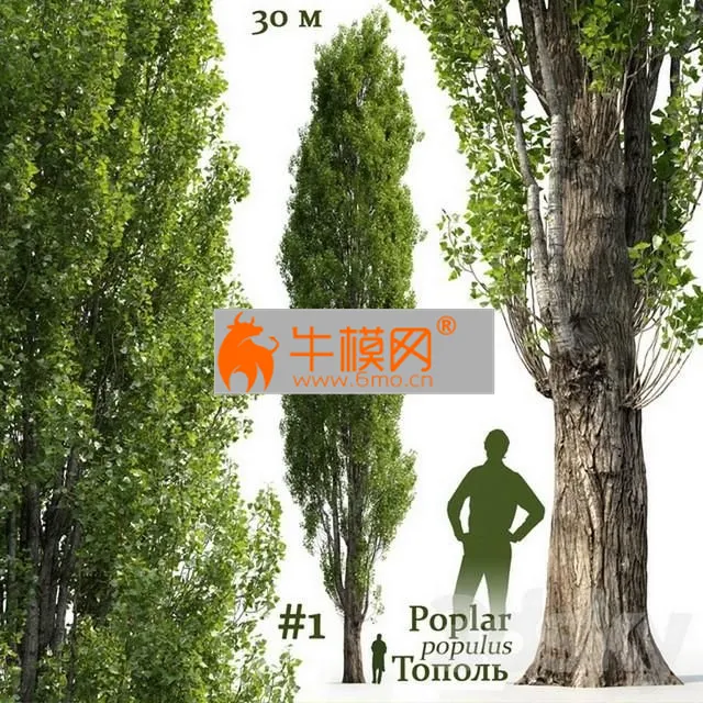 Poplar Populus #1 – 2538
