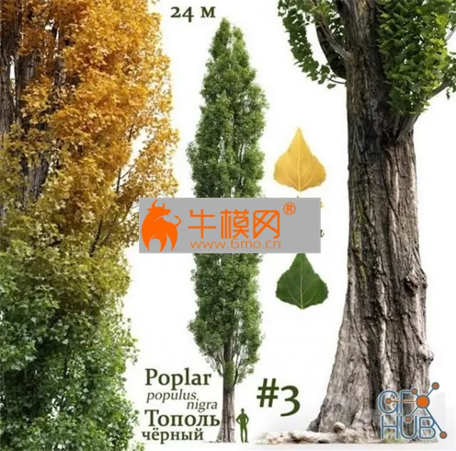Poplar Populus nigra #3 – 2539