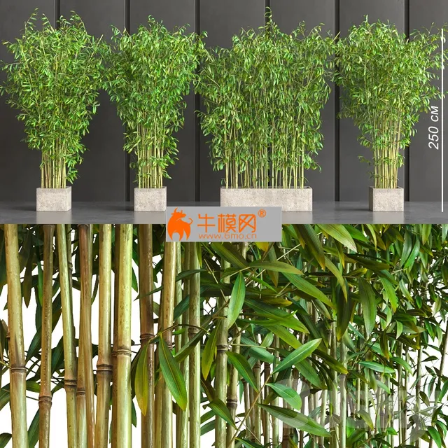 potted bamboo – 2557