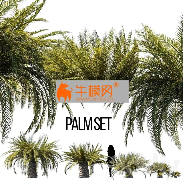 Sago palm – 2713