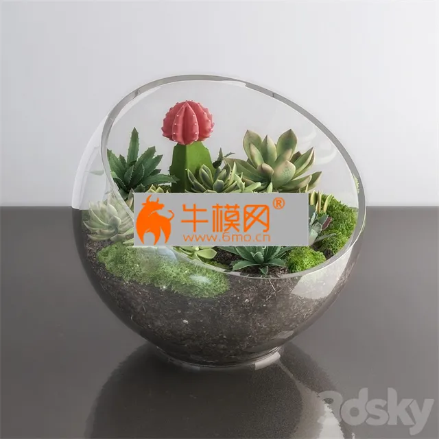 Succulents in glass bowl – 2950