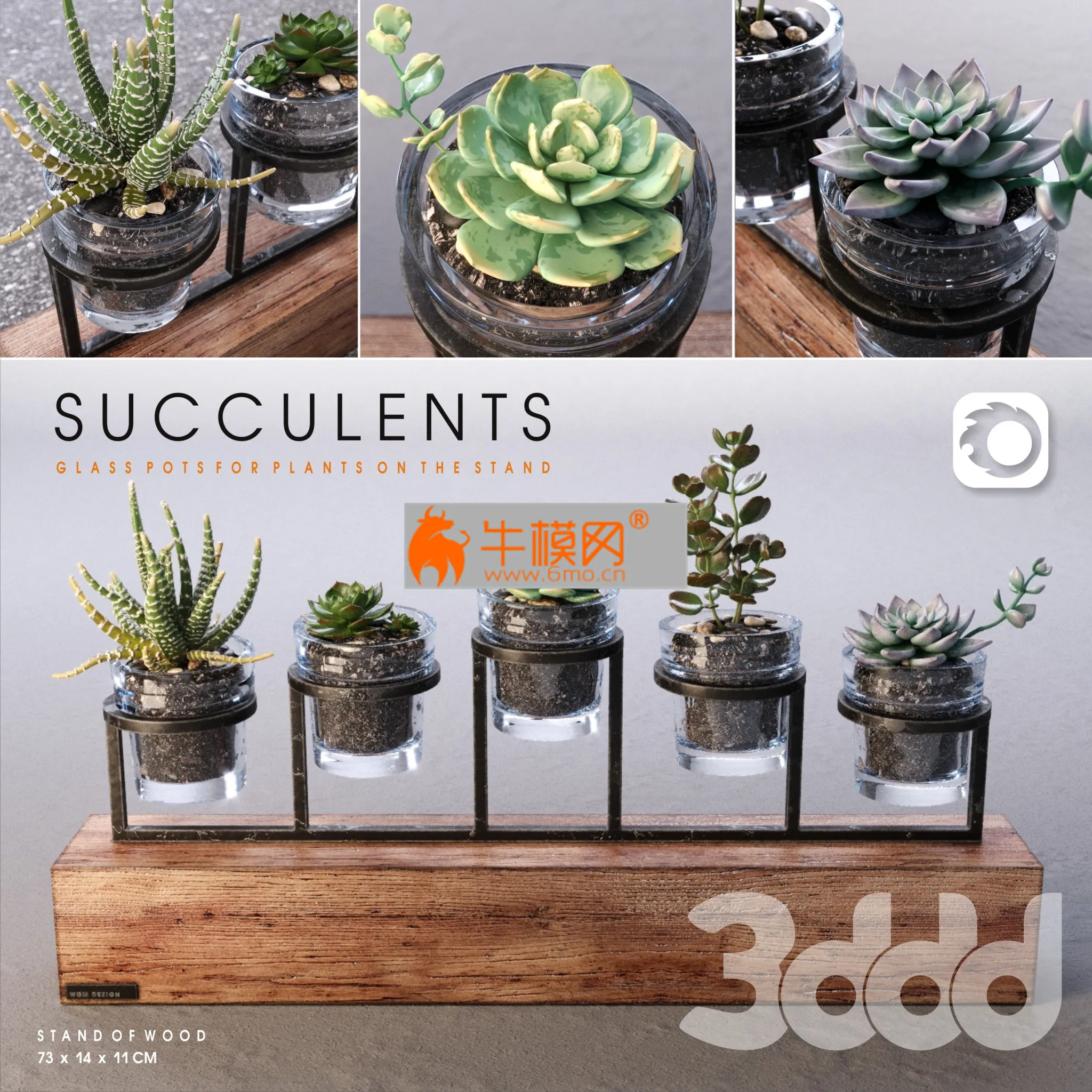 Succulents_set – 2951