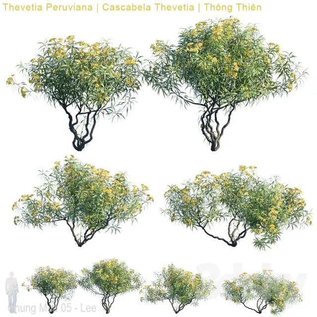 Thevetia Peruviana , Cascabela Thevetia (max, fbx) – 3003