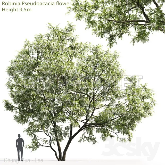 White Acacia  Robinia Pseudoacacia # 5 (9.5m) – 3164