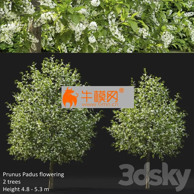 Bird Cherry Prunus Padus Flowering 4 – 4957