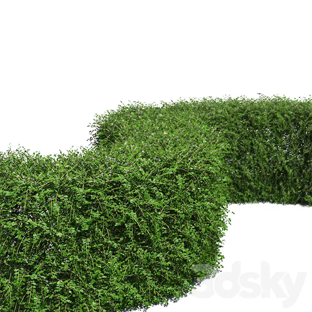 Cgtrader – Cotoneaster Hedge with Flowers 3D model – 4965