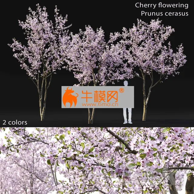 Cherry flowering Height 5.1 – 6.1 m – 4966